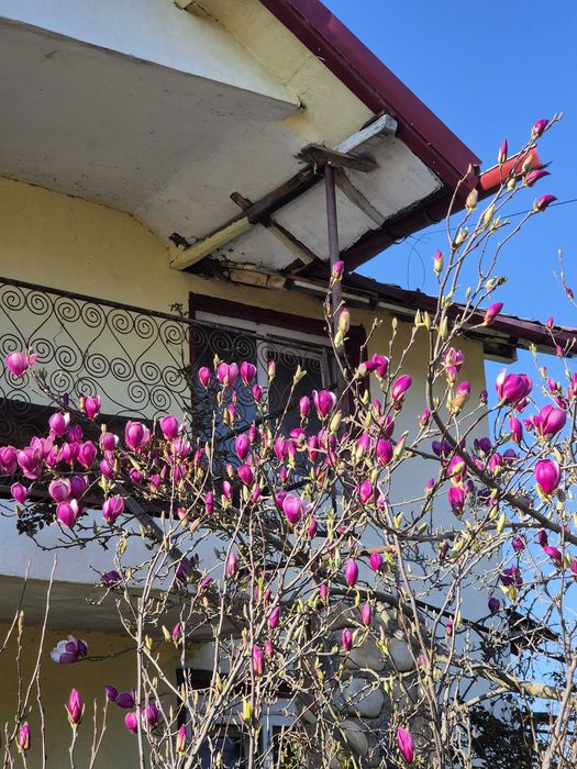 Vand magnolii Colibasi/ Mioveni/ Arges