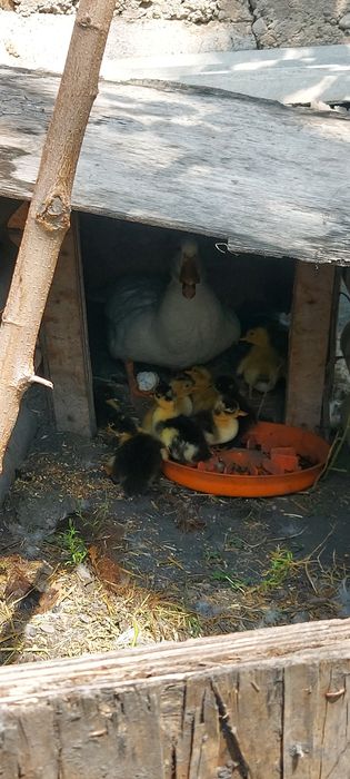 O'rdak sotiladi jo'jalari bilan 3 kunlik