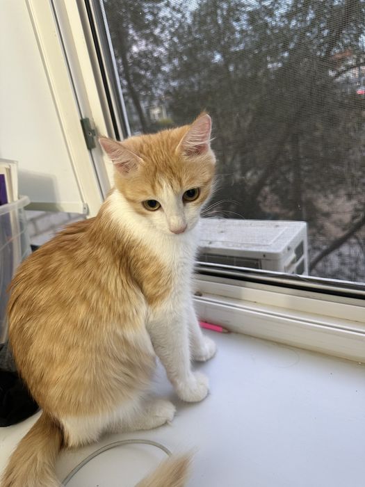 Кошка бесплатно в добрые руки