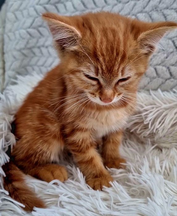 Подарявам   коте