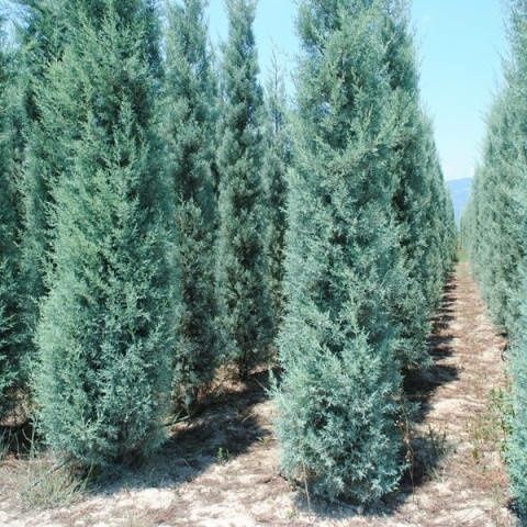 Кирим сасна сотилади