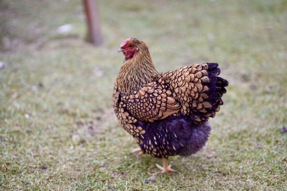 Oua pentru incubat wyandotte gsg ,splash,rosu albastru