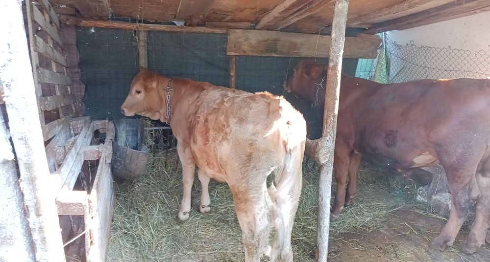 De vânzare 2 taurasi și o vitea!