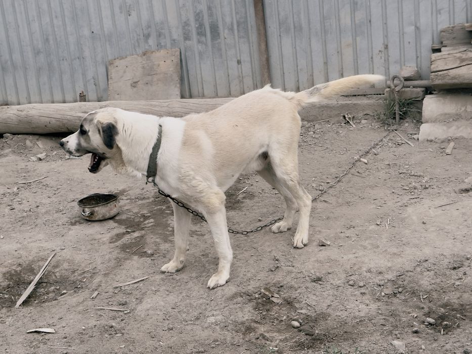 Тобет ит сатылады