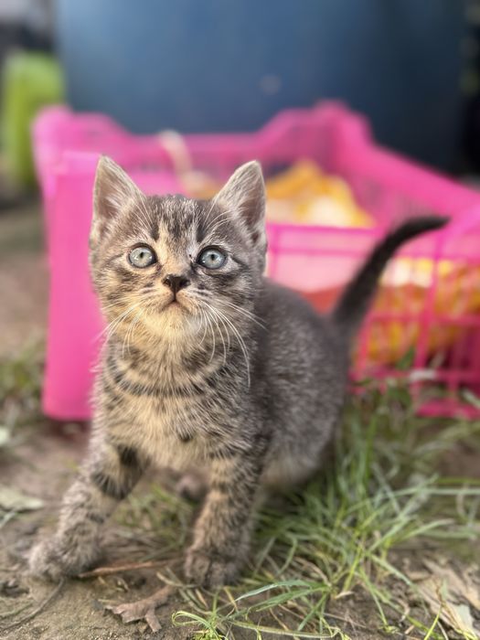 Отдам котят в хорошие руки