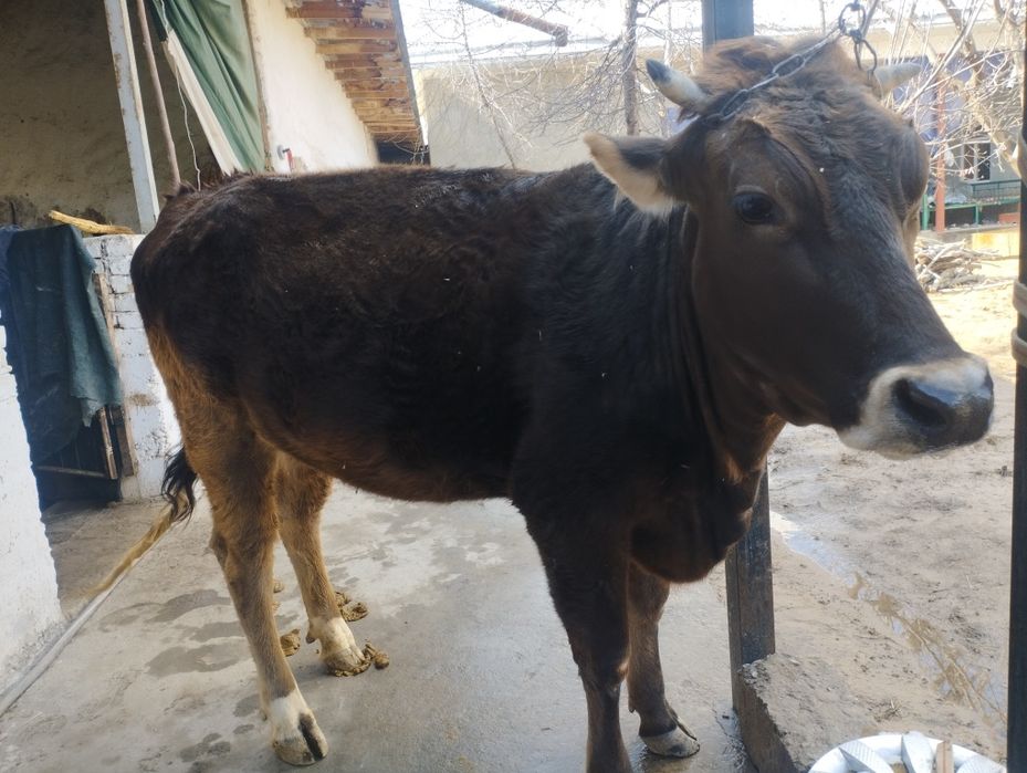 Шивит гуножинча сотилади