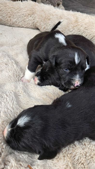 Подарявам кученца - пазачи за двор