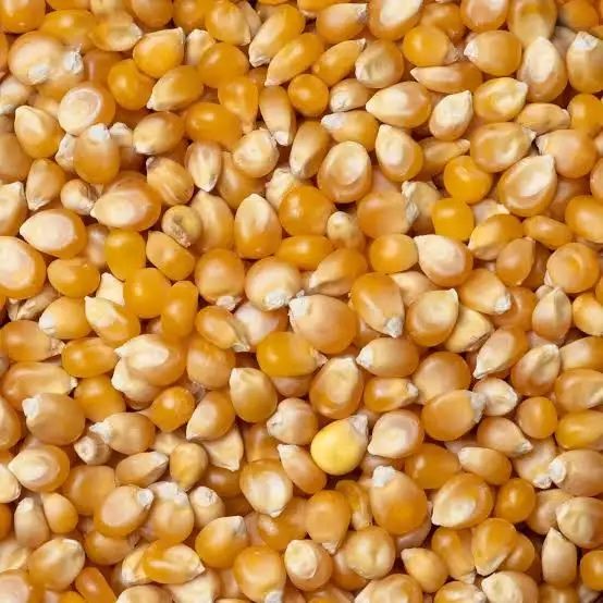 Porumb de vanzare