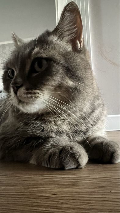 Ищем хорошего хозяина коту