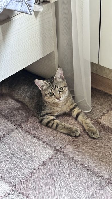 Отдам кота в добрые руки