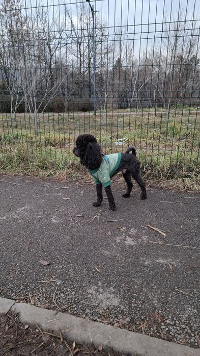 Чёрный принц ищет свою принцессу