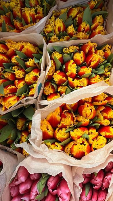 Тюльпаны Белорусские