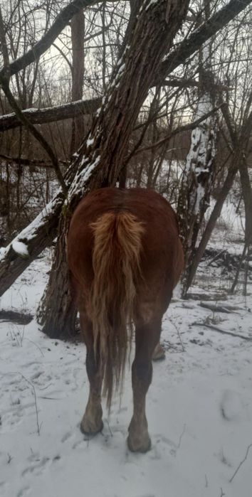 Cal de vanzare mai multe detali la numarul de telefon