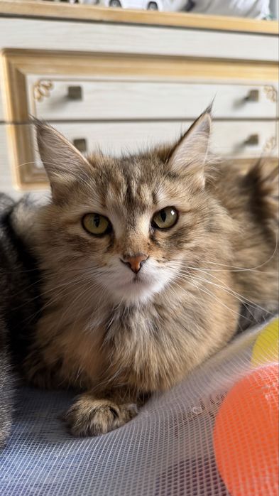 Очень красивая кошка