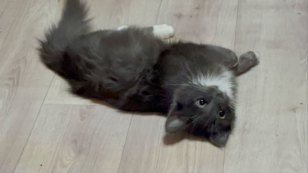 Отдам кошечку девочку