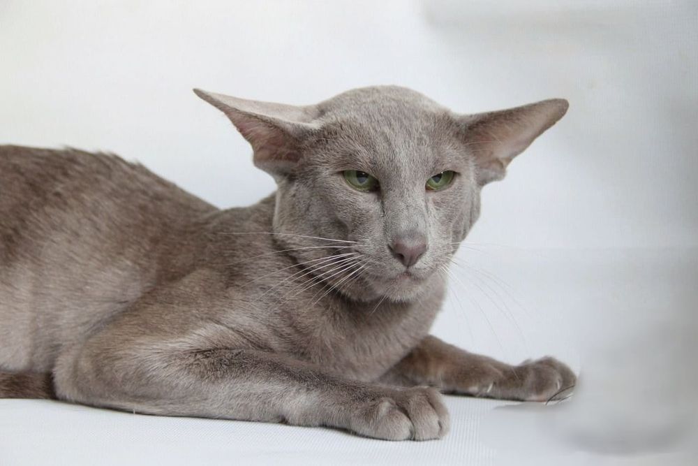 Чёрное СЕРЕБРО- ОРИ девочка