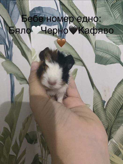 Чистокръвни морски свинчета