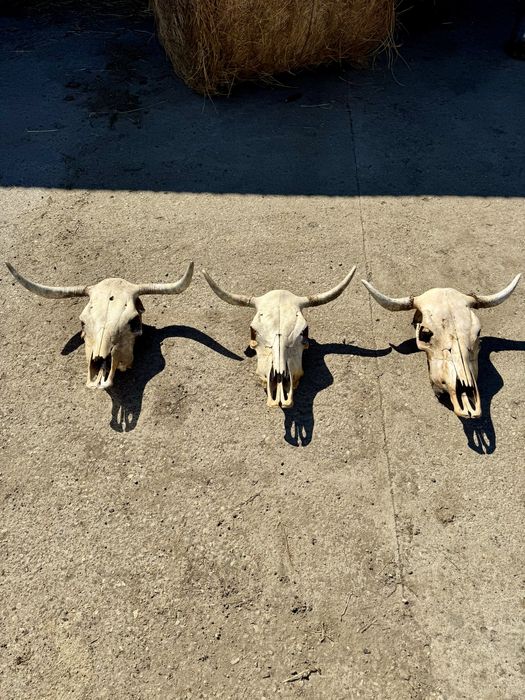 Trofeu/trofee/craniu de bovine