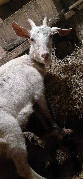 Продам козла на племя