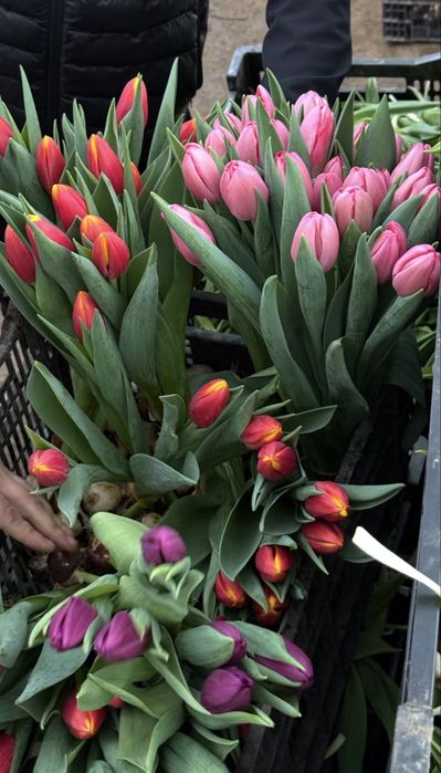 Тюльпаны свежие Астана