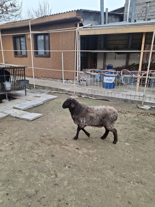 Еркек Тоқтылар бар семиз