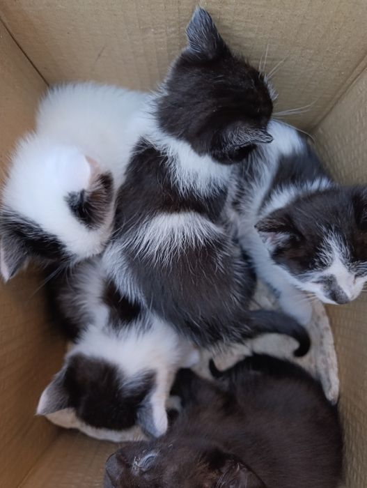 Котята домашние без блох