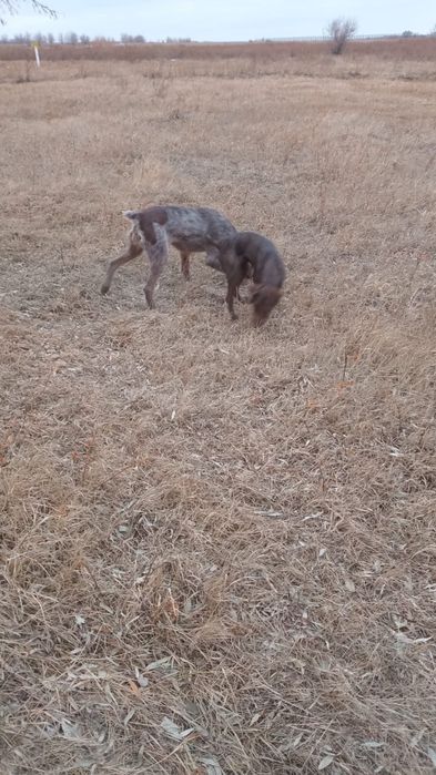 Продаётся сучка щенок