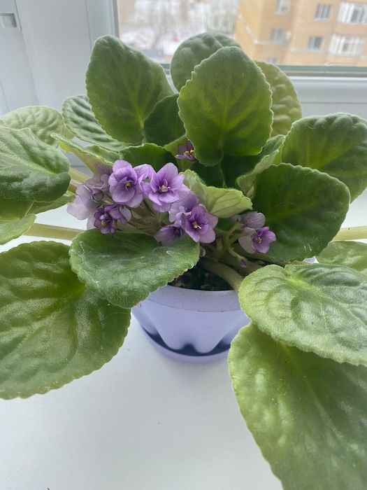 Продам комнатные фиалки