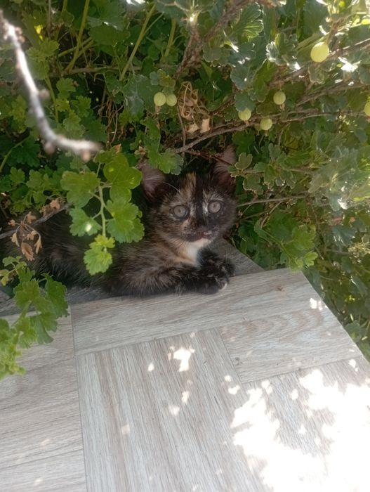 Отдам в хорошие руки кошечек