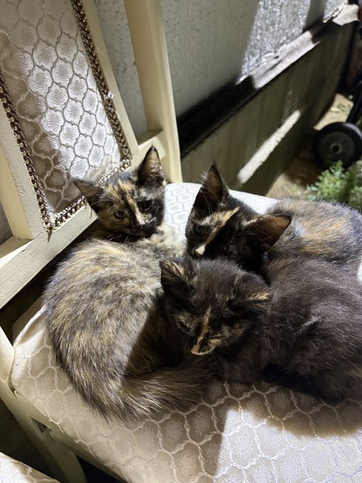котята девочки отдам , с доставкой по городу