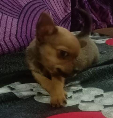 Продам щенка чихуахуа