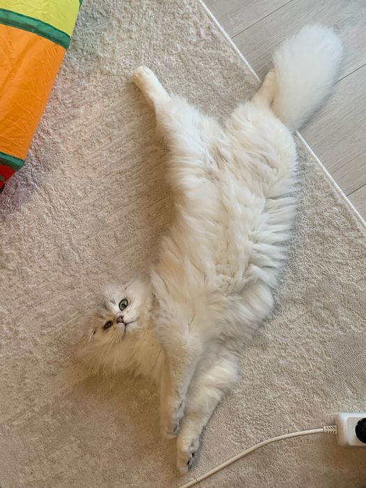 Кот Джеки ищет новый дом