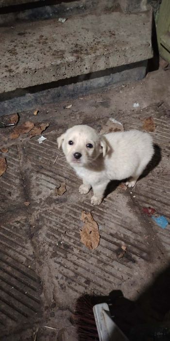 Подаряват се кученца