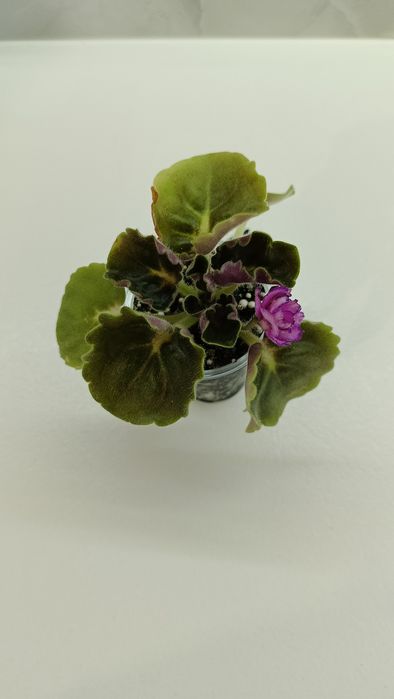 Фиалка. Девочка с веером