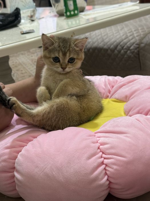 Золатая шиншилла боласи сотилади 2 ярим ойлик