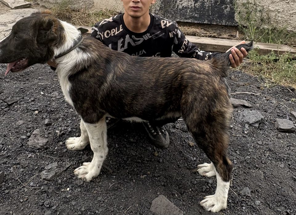 Продается щенок САО