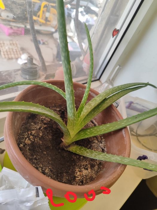 Продам комнатные цветы