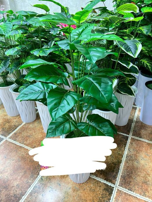 maktab uchun gullar skidkada