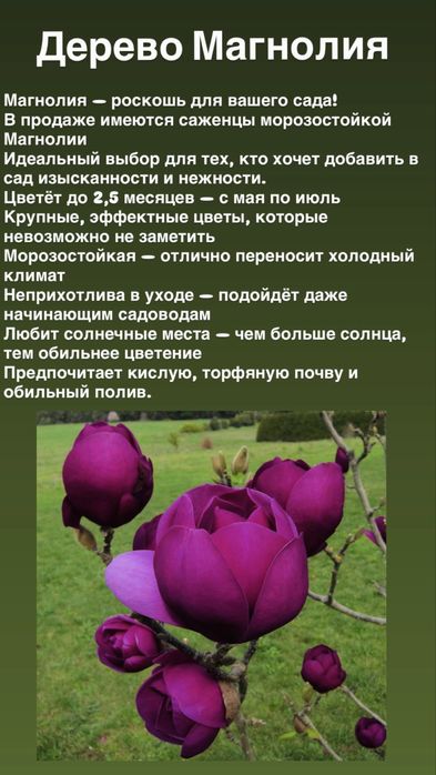 Плодовые и цветущие деревья и кустарники