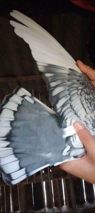 Vand mascul de satinet sau schimb