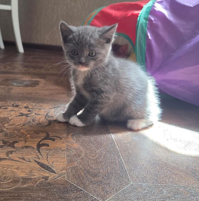 Продам котят 6000