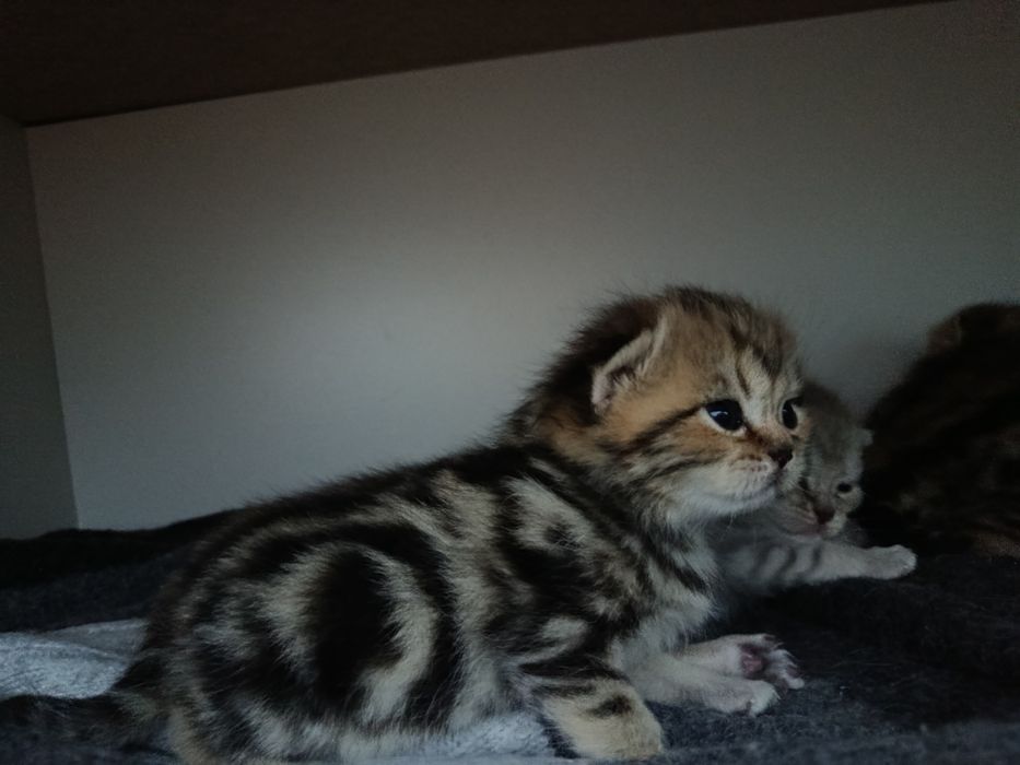 Котята шотландские