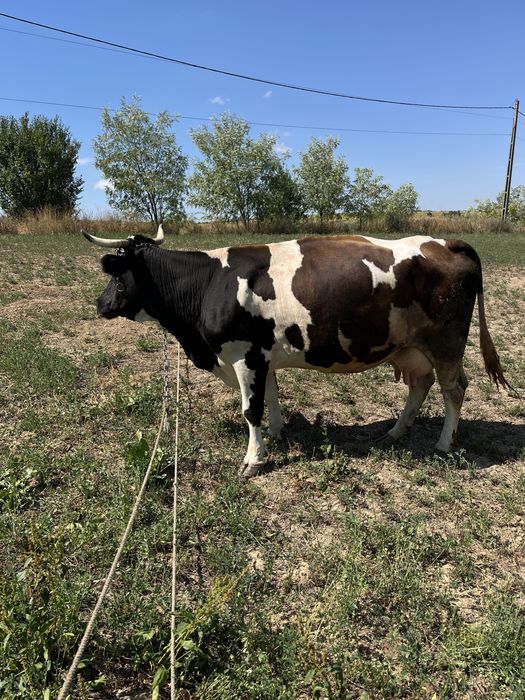 Vaca buna de lapte