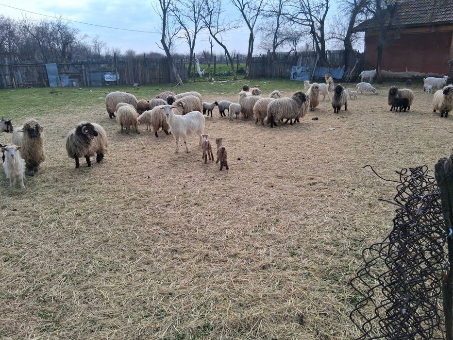 Oi de vanzare toate o data cu mei