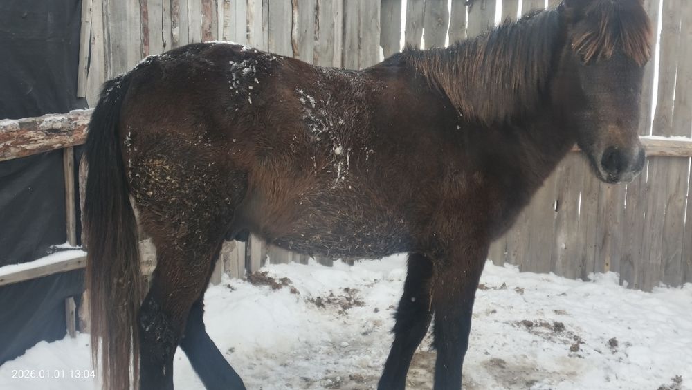 Продам       кунан