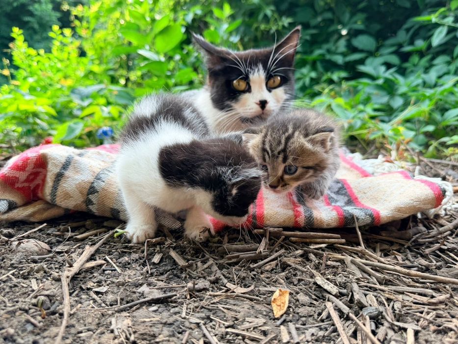 Котята в Добрые Руки!