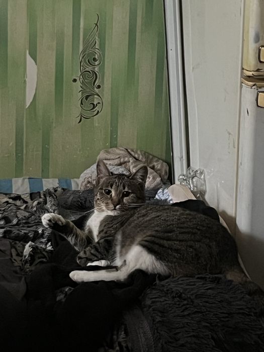 Отдам даром кошек