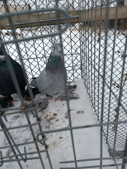 Голуби Бойные лётные