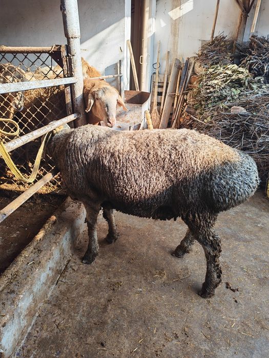 Эхсон, акика ва маросимлар учун тайëр ку́чкорлар сотилади.