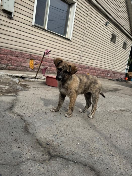 Щенок мальчик в добрые руки